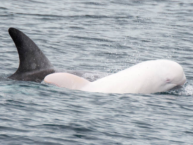Delfín blanco es visto en Monterey, California luego de años desaparecido