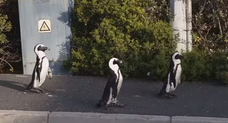Pingüinos se adueñan de una calle aprovechando la cuarentena en Sudáfrica
