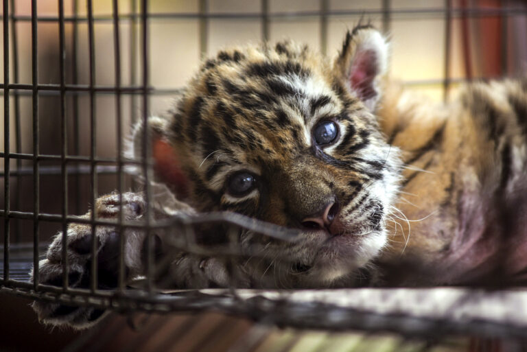 Llaman «Covid» a un tigre recién nacido en Veracruz, México