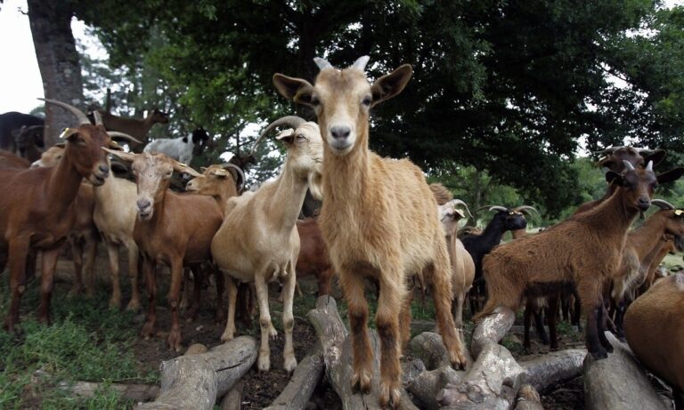 Cientos de cabras invaden las calles de California