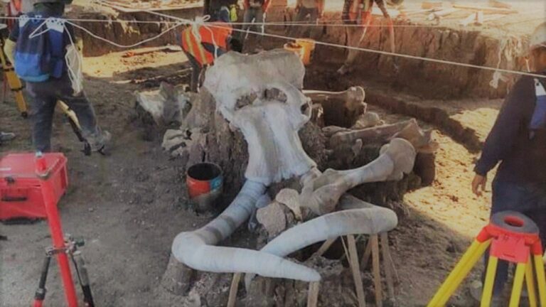Increíble: hallan restos de más de 60 mamuts durante la construcción de aeropuerto en CDMX