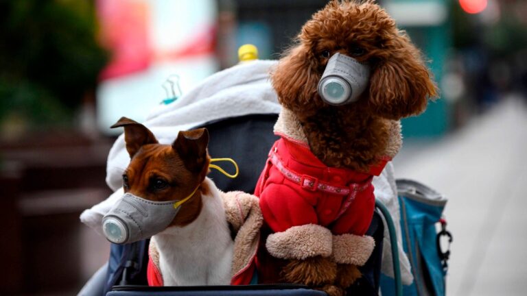 Los perros pueden contraer coronavirus de sus dueños, según estudio