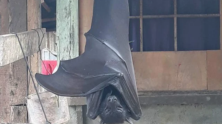La imagen de un murciélago «de tamaño humano» se viraliza y causa impacto