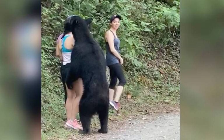 Un oso negro abraza a una mexicana, ella mantiene la calma y logra tomarse un selfie