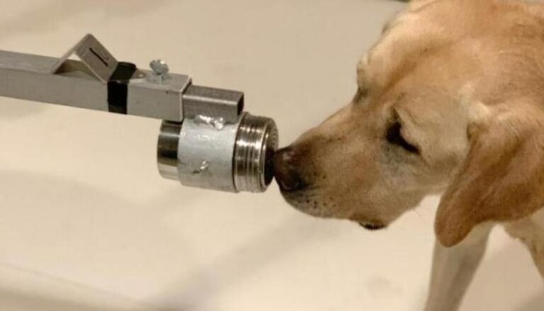 Perros entrenados pueden detectar el Covid-19 olfateando la orina