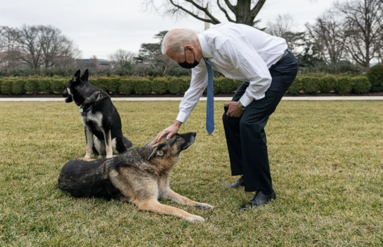 Muere Champ, uno de los perros presidenciales de la familia Biden